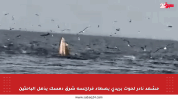مشهد نادر لحوت بريدي يصطاد فرائسه شرق دمسك يذهل الباحثين